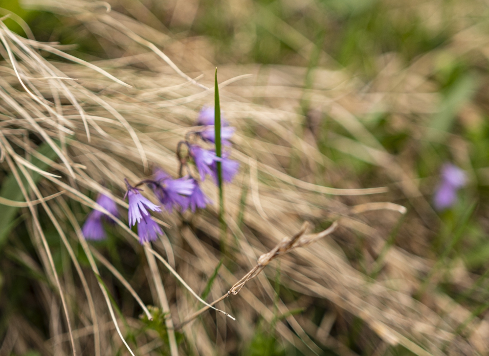 Jaślinek Fot. Joanna Popielarz.jpg