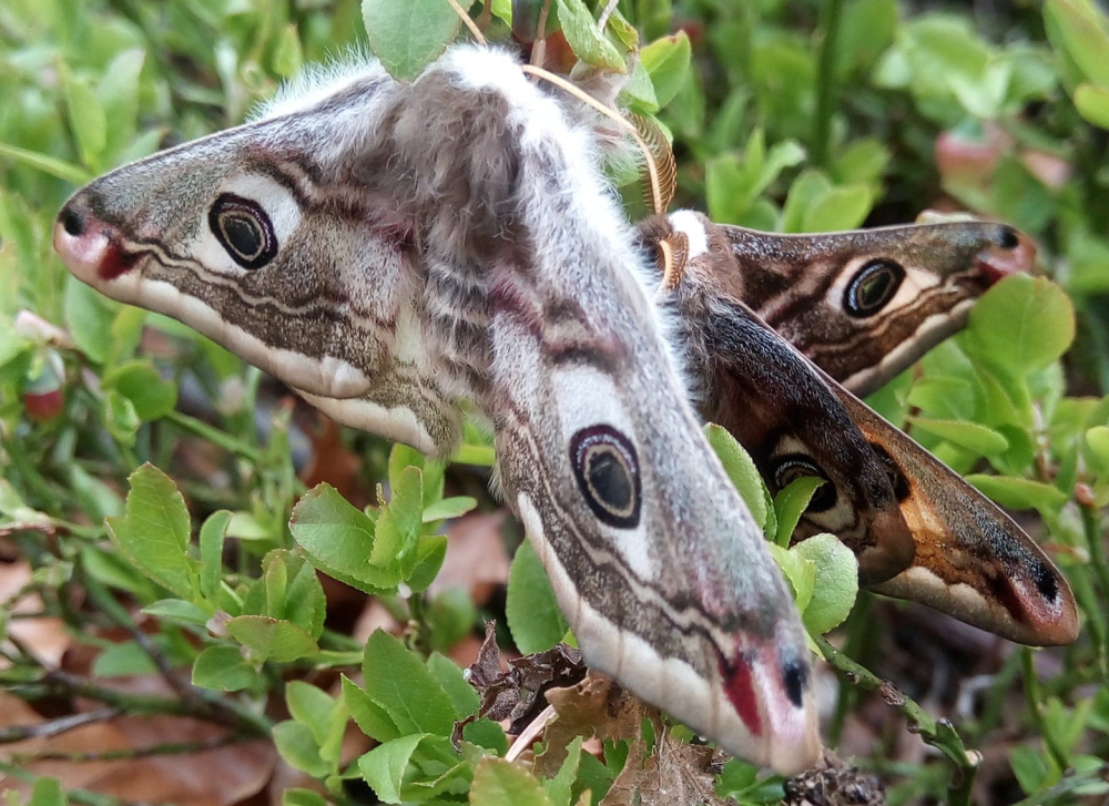 Pawica grabówka w trakcie godów fot. Andrzej Grzechynka