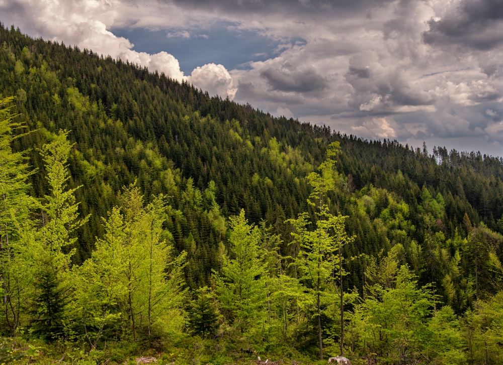 leśna wiosna Fot. Joanna Popielarz.jpg