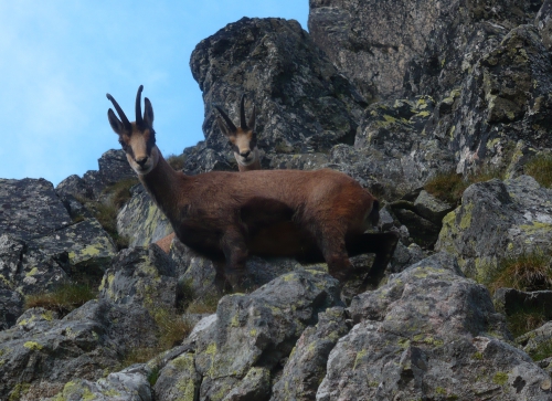 Kozice spotkane poza szlakiem