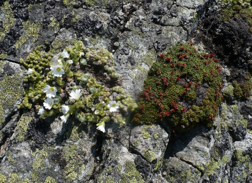 Kwitnące kępki wysokogórskiej roślinności