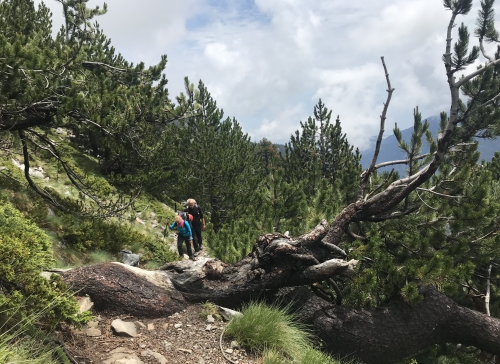 Trawers wśród karłowatych sosen Trawers wśród karłowatych sosen