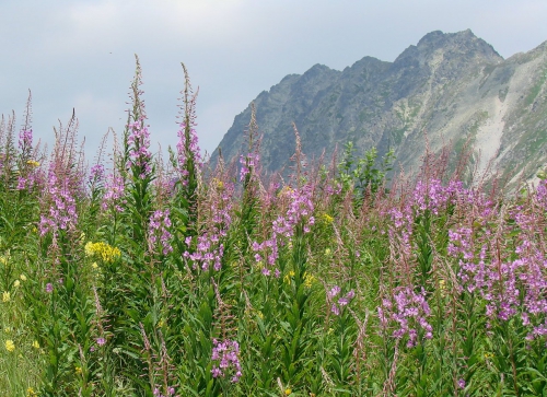 Wierzbówka kiprzyca na naszej trasie