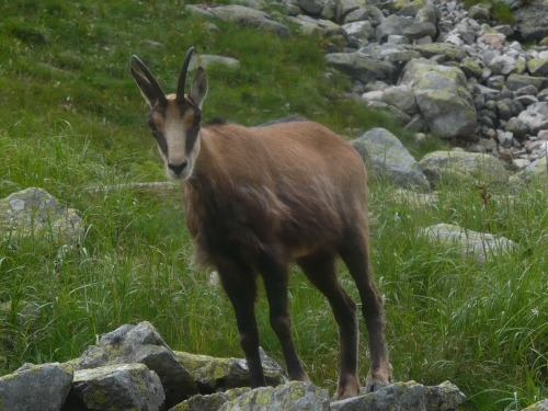 Kozica po Kozią Turnią