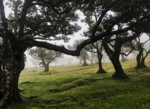 Madera - trekking na lekko Madera - trekking na lekko