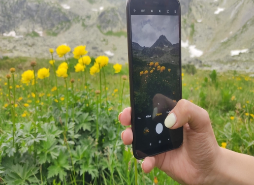 Pełniki alpejskie na tle Szczyrbskiego.jpg